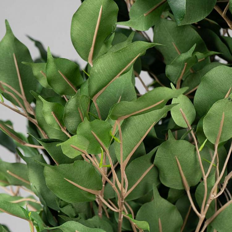 Искусственный фикус Бенджамина Селеста Celeste Ficus Benjamina 210 cm