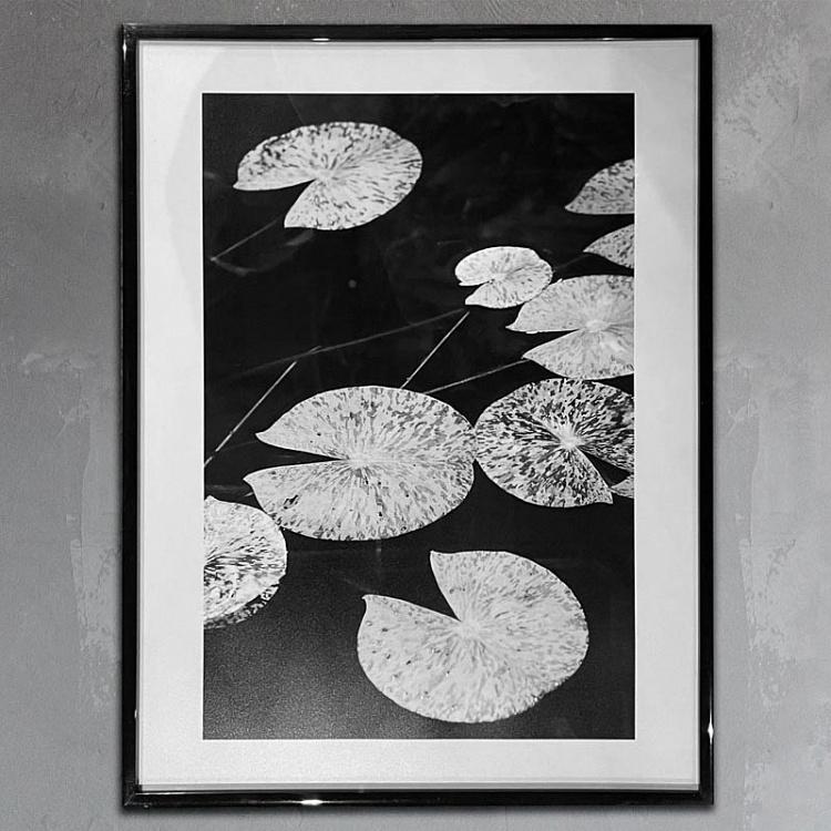 Фотография в рамке Ботаника 4 Botany 4 Photo