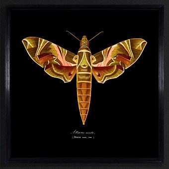 Entomology Brown Flat Moth