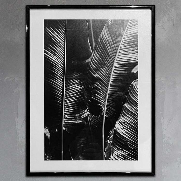 Фотография в рамке Ботаника 2 Botany 2 Photo