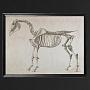 Картина-принт Animal Horse Skeleton