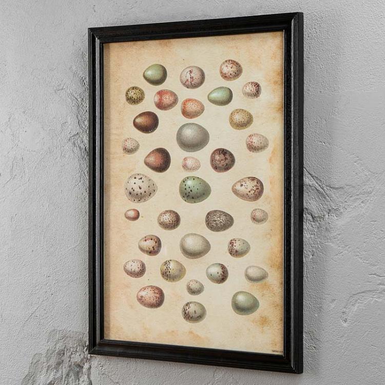 Картина-принт Яйца Animals Eggs