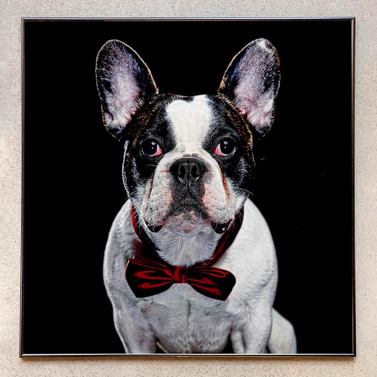 Фотография в рамке Собака 8 Dog 8 Photo