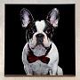 Фотография в рамке Dog 8 Photo