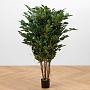 Искусственное растение Undersized Multi Barreled Ficus Benjamina 100 cm