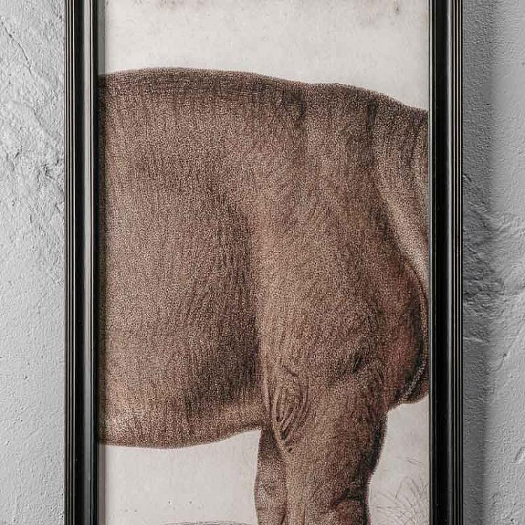 Картина-принт триптих Гиппопотам Set Of 3 Nature Hippo