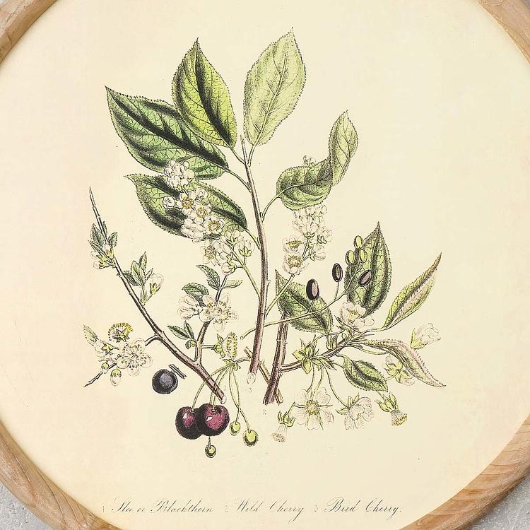 Набор из четырёх картин Флора Set Of 4 Round Frame Prints Flora