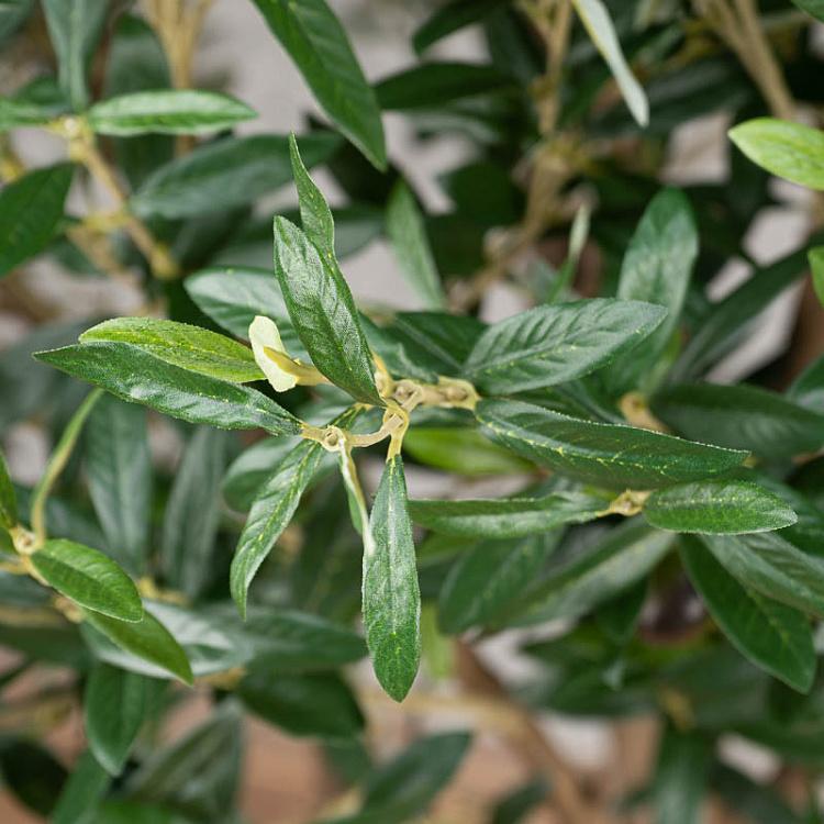 Искусственная олива Джи-Форест с плодами G-Forest Olive With Fruits 210 cm