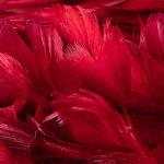 перья Red Feathers