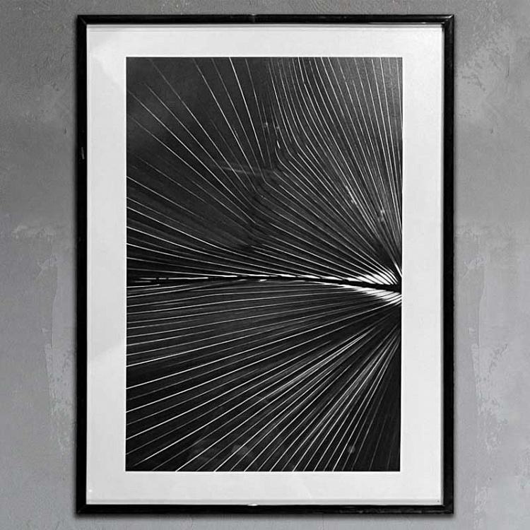 Фотография в рамке Ботаника 5 Botany 5 Photo