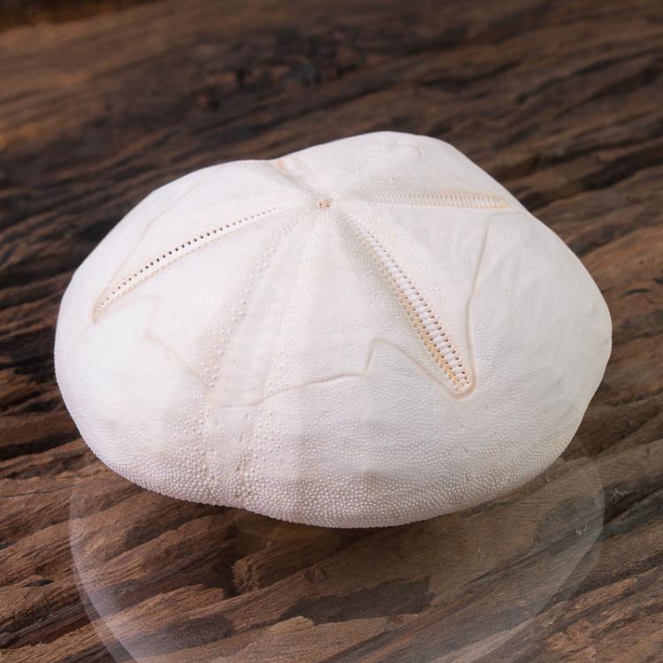 Панцирь Морского ежа Test D'Oursin Metalia