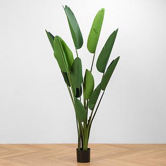 Style Strelitzia 180 cm