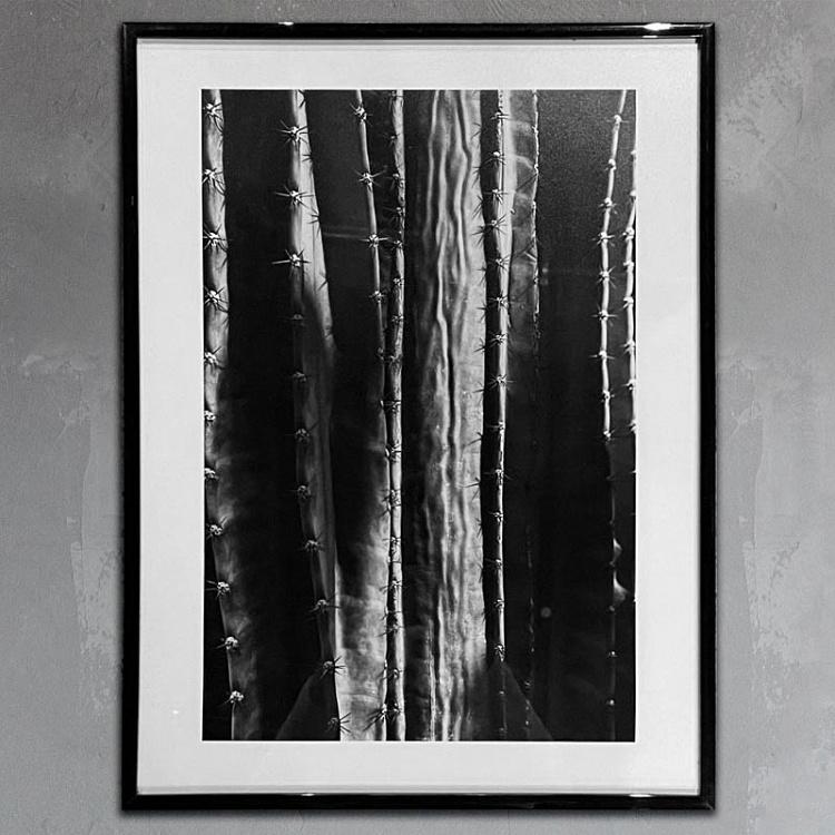 Фотография в рамке Ботаника 3 Botany 3 Photo