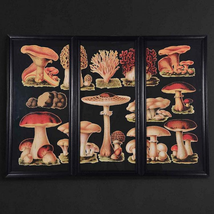 Фото-принт триптих Грибы Set Of 3 Mushrooms