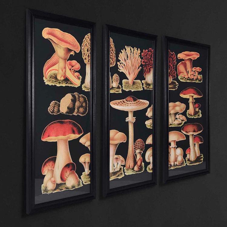Фото-принт триптих Грибы Set Of 3 Mushrooms