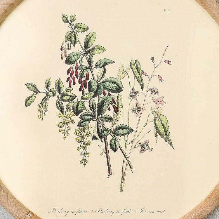 Набор из четырёх картин Флора Set Of 4 Round Frame Prints Flora