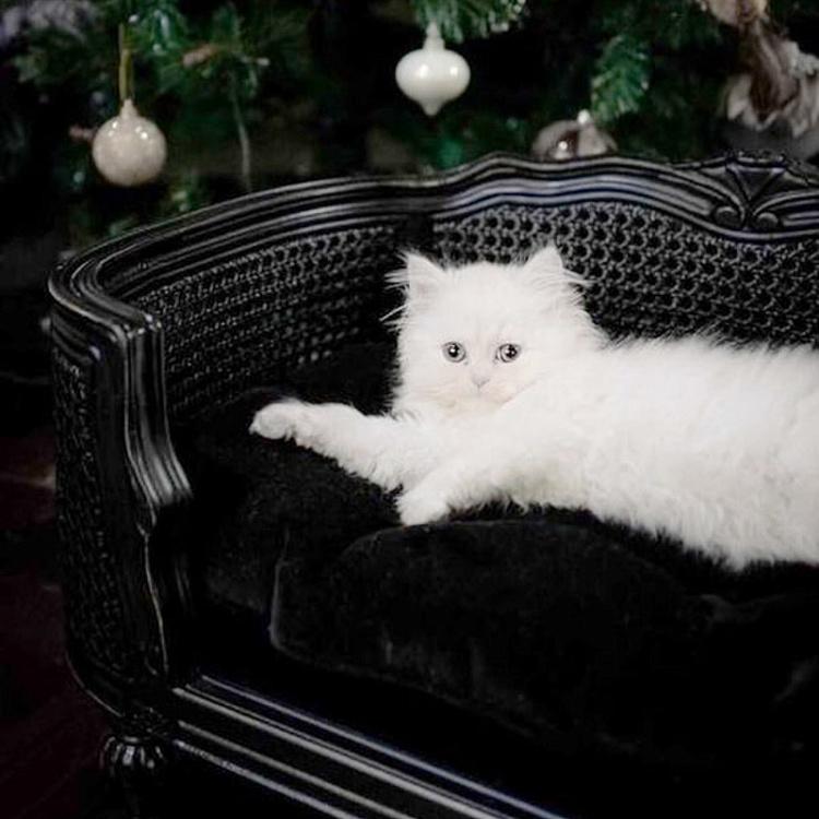 Чёрный диван для собак/кошек Артур, S Arthur Sofa Small, Black Velvet