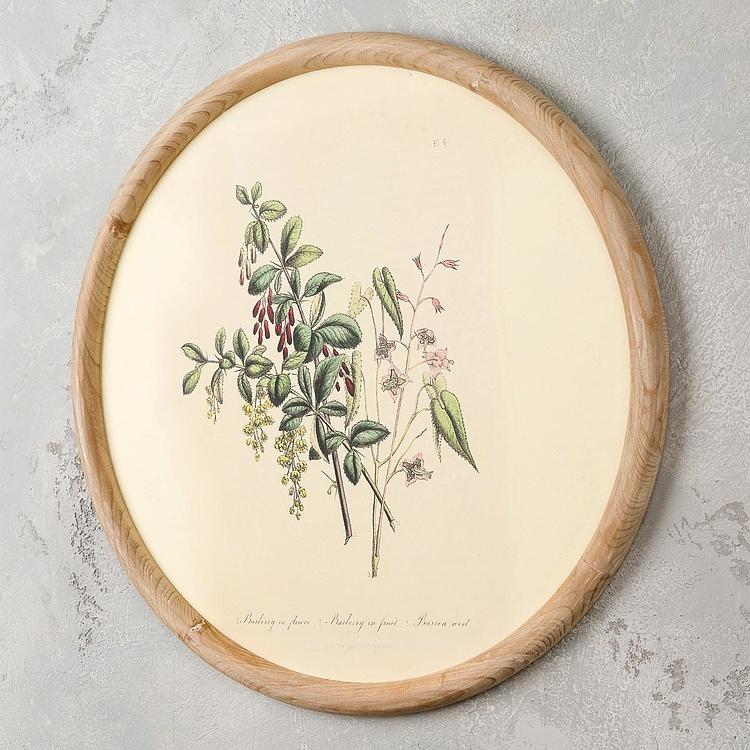 Набор из четырёх картин Флора Set Of 4 Round Frame Prints Flora