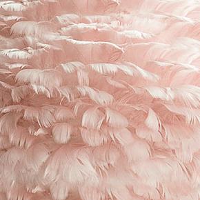 перья Light Rose Feathers