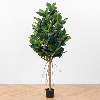 Elastica Ficus Tree 180 cm