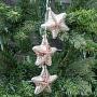 Ёлочная игрушка Glass Glitter Dangle Starfish White/Pink 8,5 cm