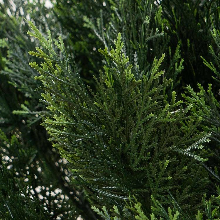 Искусственная шаровидная туя Брабант Brabant Fluffy Ball Street Thuja 80 cm