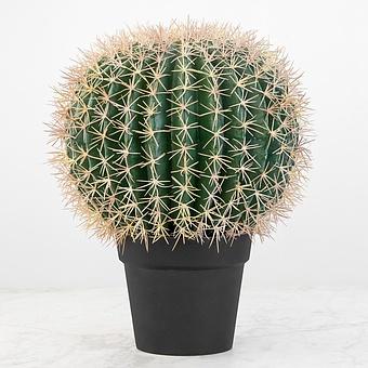 Barrel Cactus 47 cm