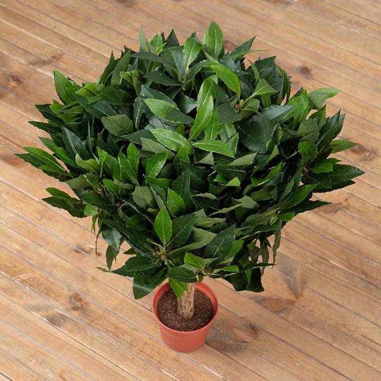 Искусственное лавровое дерево Laurel Ball Tree 60 cm
