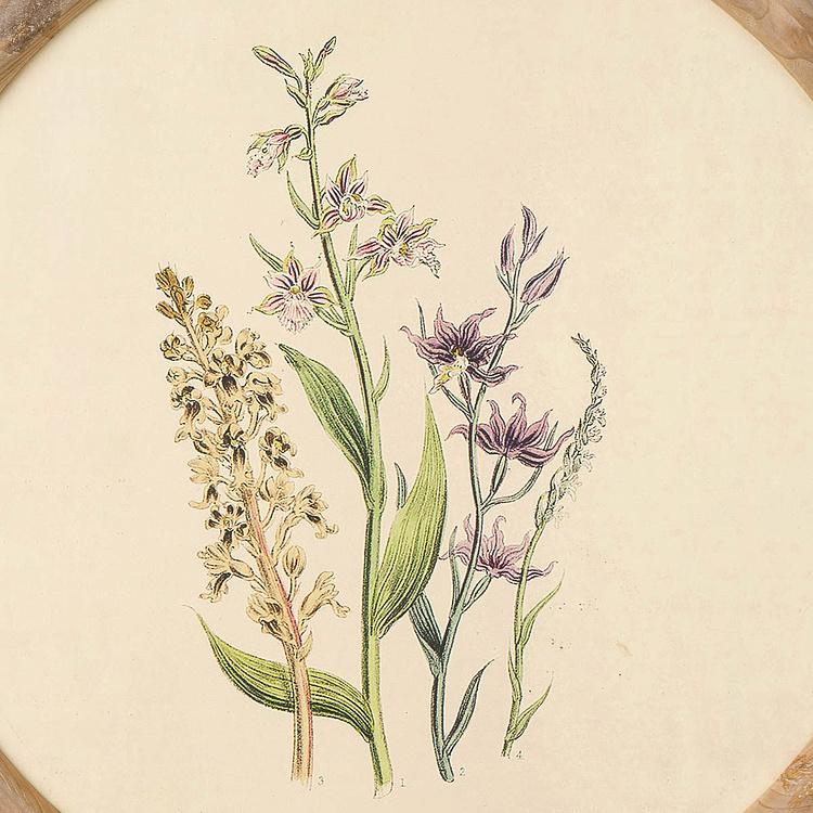 Набор из четырёх картин Флора Set Of 4 Round Frame Prints Flora