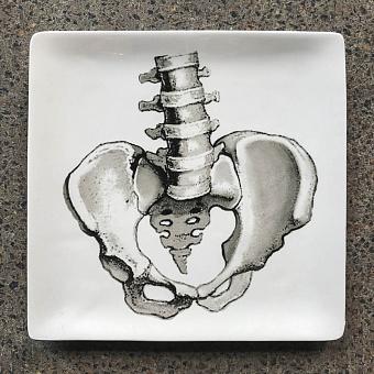 Plate Sciences Nat, Pelvic Girdle