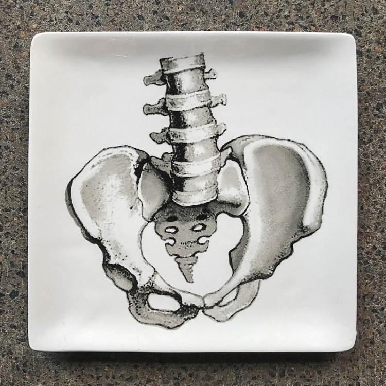 Тарелка Тазовая область Plate Sciences Nat, Pelvic Girdle
