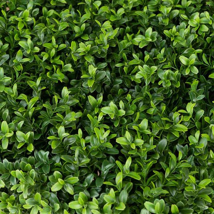 Искусственный самшит в форме куба Boxwood Square 72 cm