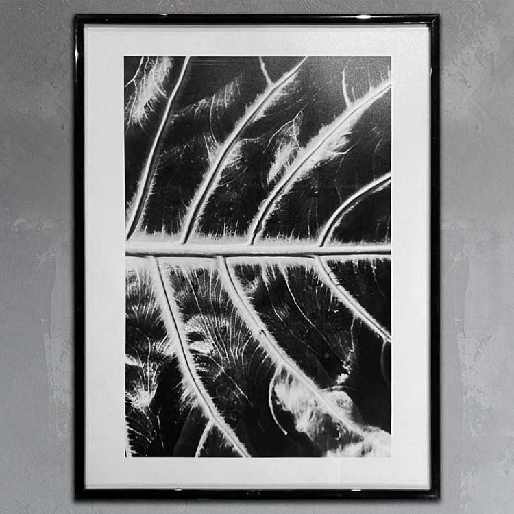 Фотография в рамке Ботаника 6 Botany 6 Photo