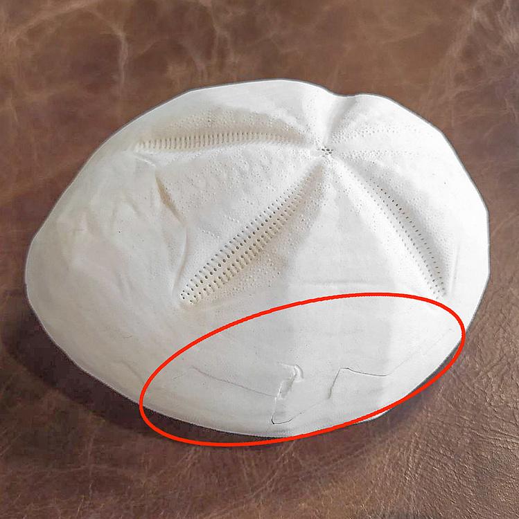 Панцирь Морского ежа дисконт Test D'Oursin Metalia discount4