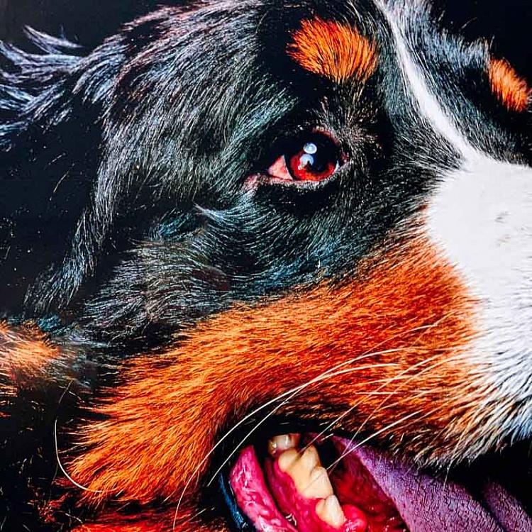 Фотография в рамке Собака 4 Dog 4 Photo