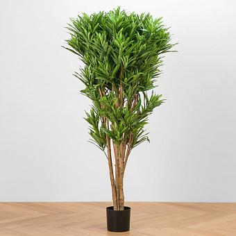 Jamaica Dracaena Reflexa 145 cm