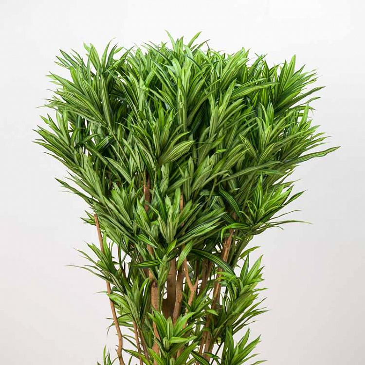 Искусственная ямайская драцена Рефлекса Jamaica Dracaena Reflexa 145 cm