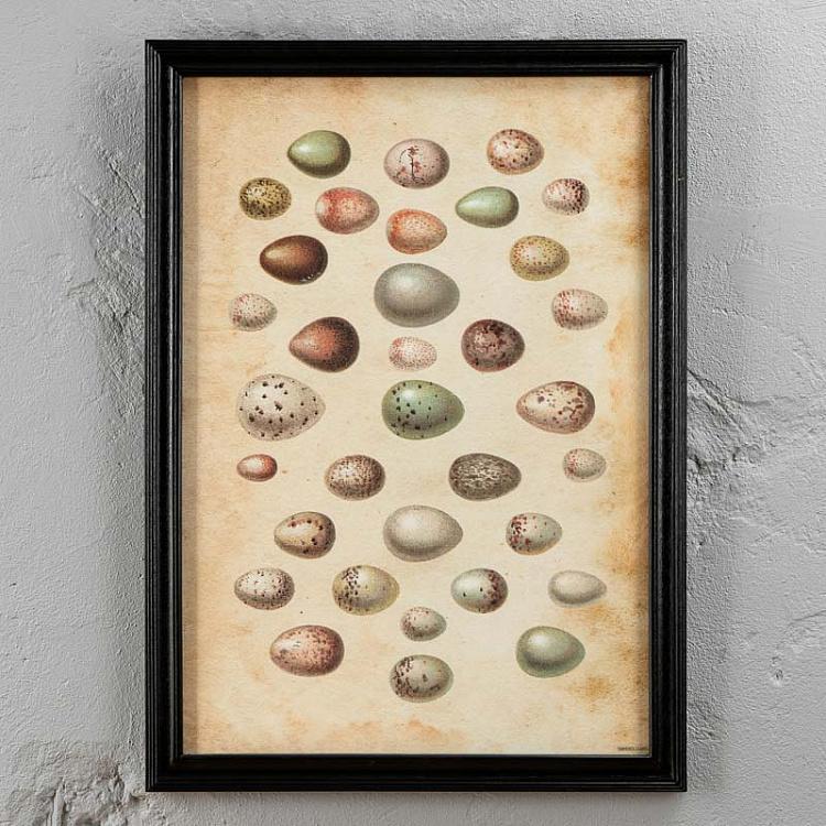 Картина-принт Яйца Animals Eggs