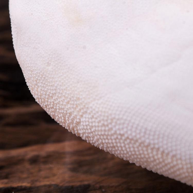 Панцирь Морского ежа Test D'Oursin Metalia