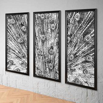 Animal Peacock Black White Set Of 3