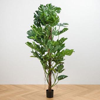 Monstera Tree Trunk 205 cm