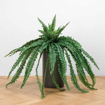 Boston Fern Hanging 115 cm
