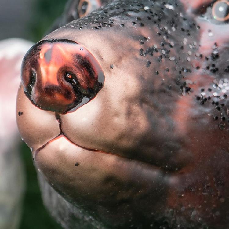 Набор из двух ёлочных игрушек Бурый и полярный медведи Set Of 2 Glass Bear Heads Black/White 10 cm