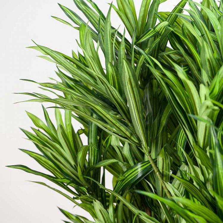 Искусственная ямайская драцена Рефлекса Jamaica Dracaena Reflexa 145 cm