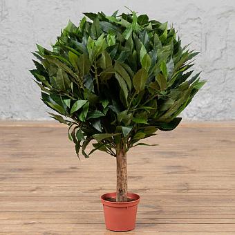 Laurel Ball Tree 60 cm