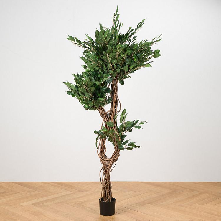 Искусственный фикус Бенджамина Селеста, L Celeste Ficus Benjamina 180 cm
