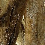 дерево дрифтвуд Drift Wood