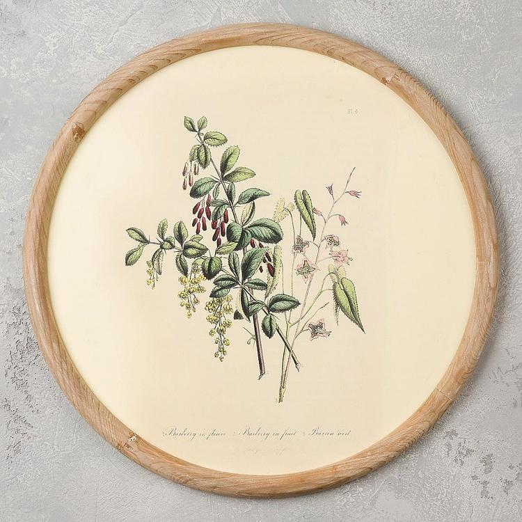 Набор из четырёх картин Флора Set Of 4 Round Frame Prints Flora
