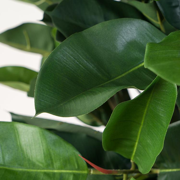 Искусственный фикус Эластика, L Elastica Ficus Tree 180 cm