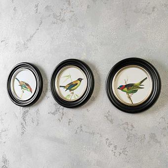 Set Of 3 Round Frames Colored Birds